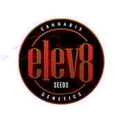 Sundae Punch Feminised Seeds