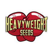 Jackpot Auto Feminised Seeds