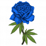 Spanish Moon S1 Feminised Seeds