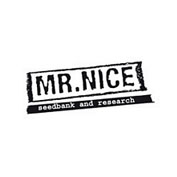 Angel Heart (Mango Haze x Afghan Skunk) Regular Seeds - 18